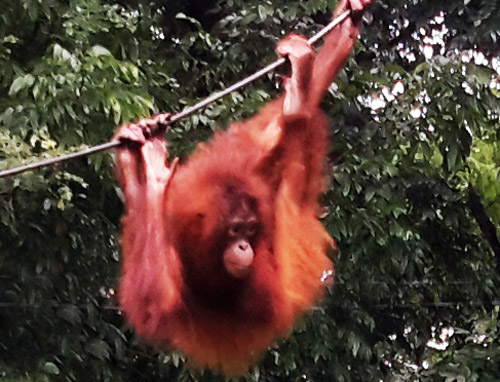 ​​10,000 ha of Orangutan Habitat Illegally Encroached in Gunung Leuser N.P. (October 17, 2016)